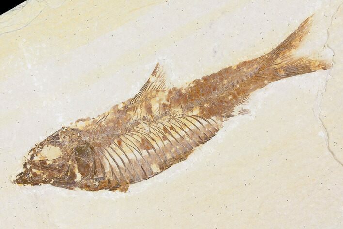 Fossil Fish (Knightia) - Wyoming #109957